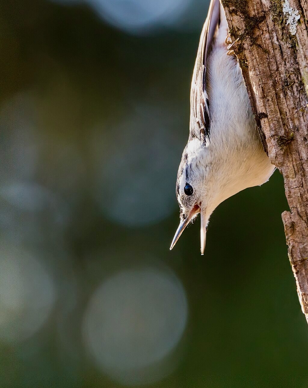 White-breasted Nuthatch by N. Lewis/ShenadoahNPS is vailable through Public Domain.